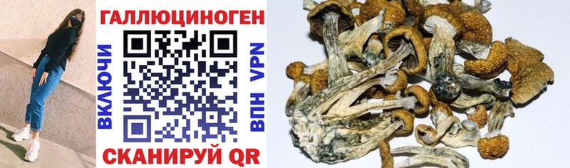 Галлюциногенные грибы MAGIC MUSHROOMS  купить закладку  Махачкала 